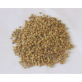 High Quality /SGS /HACCP/Globalgap Coriander Seeds